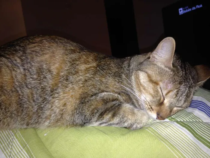 Gato ra a não Definida idade 4 anos nome NINA