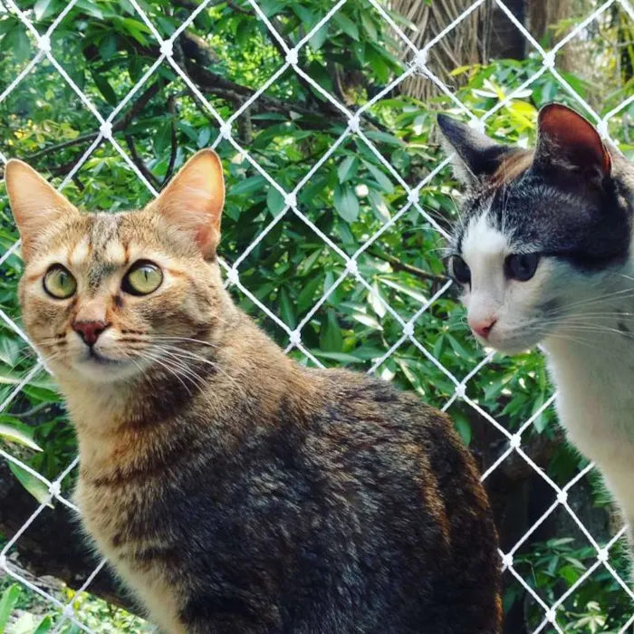 Gato ra a não Definida idade 4 anos nome NINA