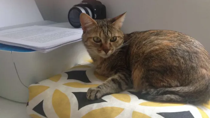 Gato ra a não Definida idade 4 anos nome NINA