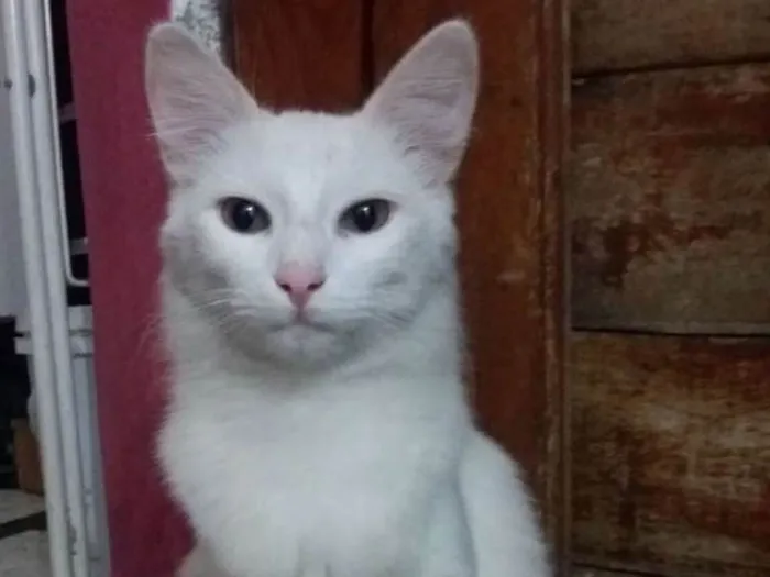 Gato ra a Nao sei idade 2 a 6 meses nome Nino