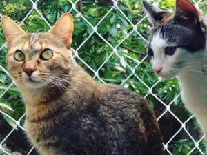 Gato raça não Definida idade 4 anos nome NINA