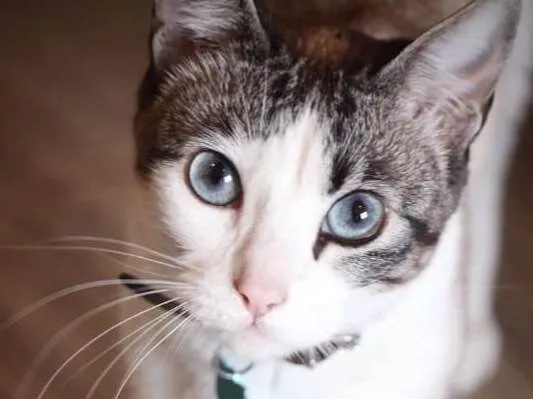 Gato ra a Não definida idade 5 anos nome TITA