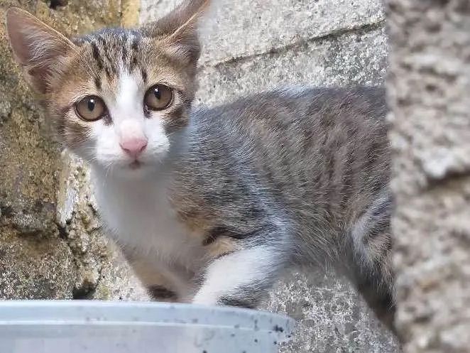 Gato ra a Sem raça  idade Abaixo de 2 meses nome Gatinho