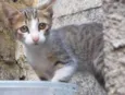 Gatinho