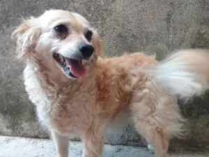 Cachorro raça srd idade 5 anos nome Belinha e Suzi