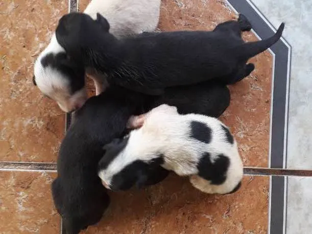 Cachorro ra a Não há conhecimento  idade Abaixo de 2 meses nome Não há 