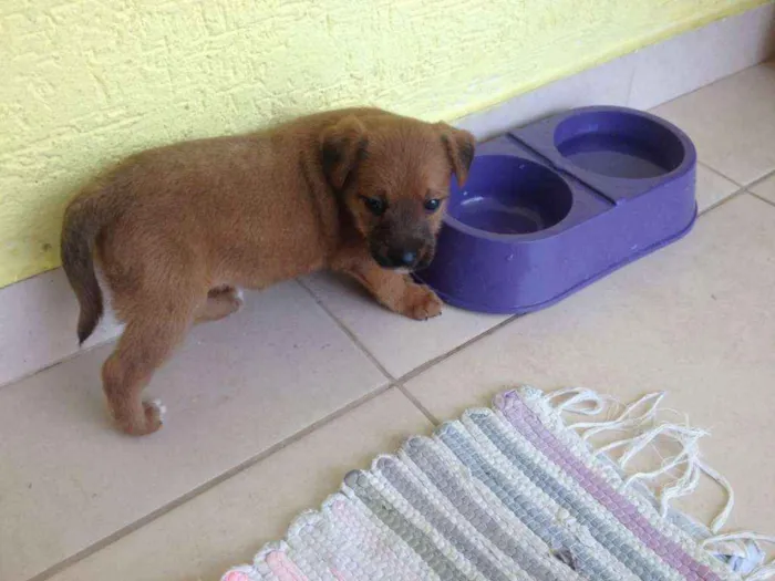 Cachorro ra a Vira lata idade 2 a 6 meses nome Pipoca