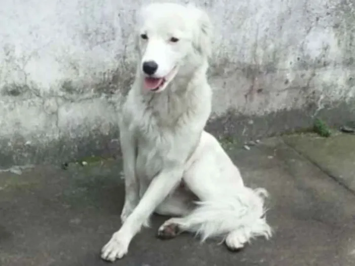 Cachorro raça Sem raça definida idade 2 anos nome Amora