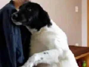 Cachorro raça srd idade 2 a 6 meses nome Panda