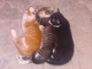 Gato raça  idade Abaixo de 2 meses nome Não tem nome ainda