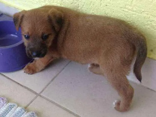 Cachorro ra a Vira lata idade 2 a 6 meses nome Pipoca