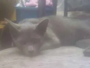 Gato raça Viralata idade 1 ano nome Zula