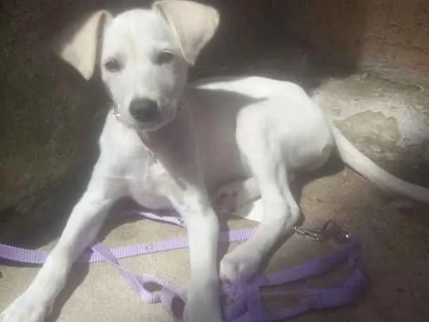 Cachorro ra a Virá lata idade 2 a 6 meses nome Nina