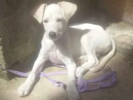 Cachorro ra a Virá lata idade 2 a 6 meses nome Nina
