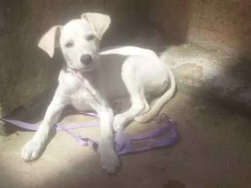 Cachorro ra a Virá lata idade 2 a 6 meses nome Nina