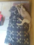 Nina