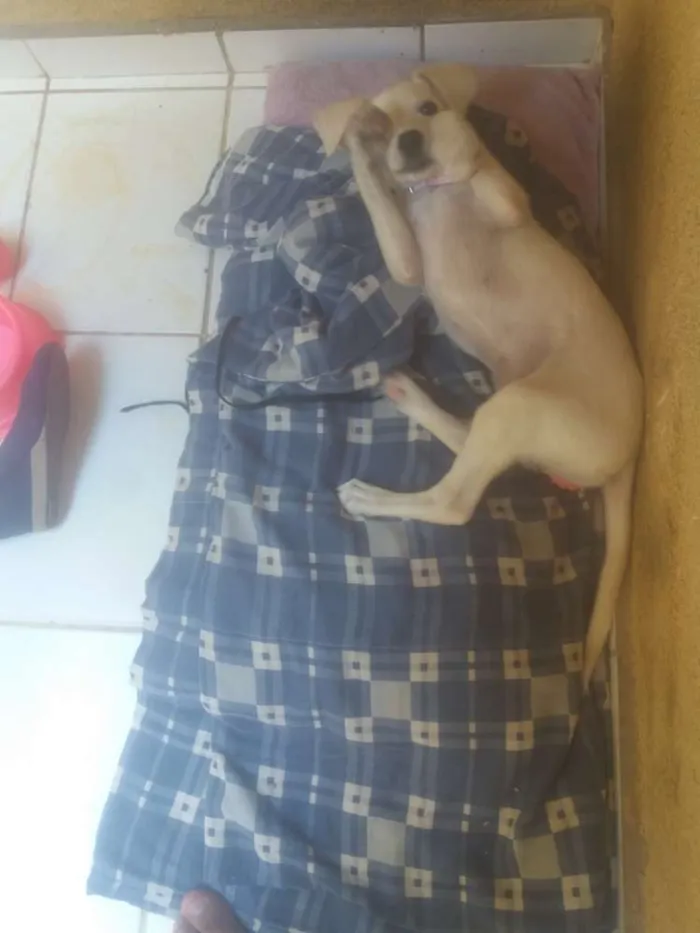 Cachorro ra a Virá lata idade 2 a 6 meses nome Nina