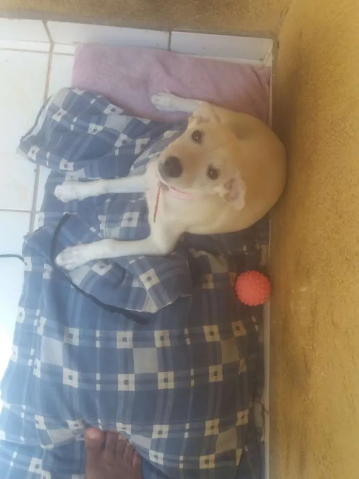 Cachorro ra a Virá lata idade 2 a 6 meses nome Nina