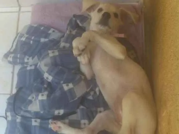 Cachorro ra a Virá lata idade 2 a 6 meses nome Nina