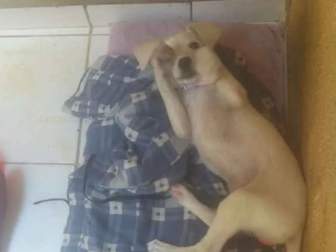 Cachorro ra a Virá lata idade 2 a 6 meses nome Nina