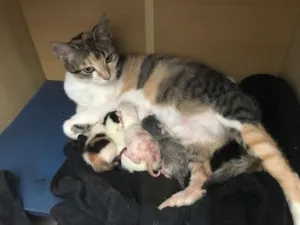 Gato raça vira-lata idade  nome Zem