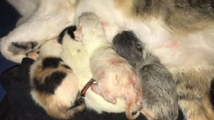 Gato ra a vira-lata idade  nome Zem