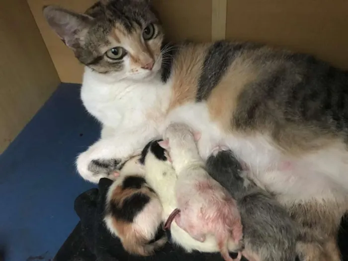 Gato ra a vira-lata idade  nome Zem