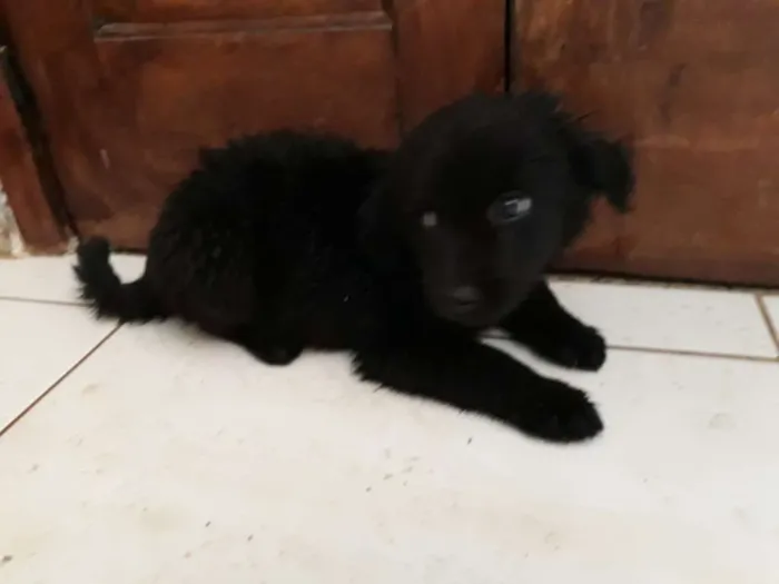 Cachorro raça Vira lata idade 2 a 6 meses nome Gordinha