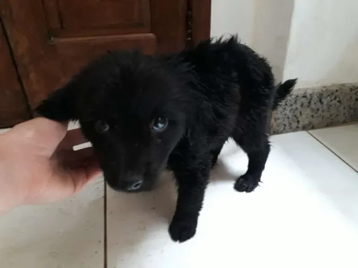 Cachorro raça Vira lata idade 2 a 6 meses nome Gordinha