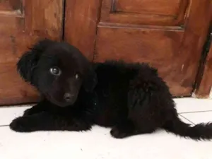 Cachorro raça Vira lata idade 2 a 6 meses nome Gordinha