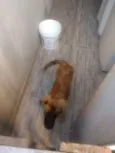 Bombom