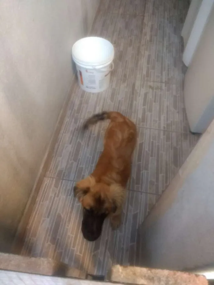 Cachorro ra a viralata idade 2 a 6 meses nome Bombom