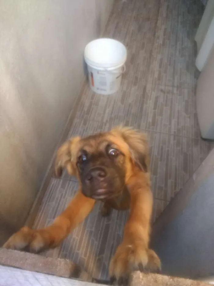 Cachorro ra a viralata idade 2 a 6 meses nome Bombom