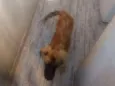 Bombom