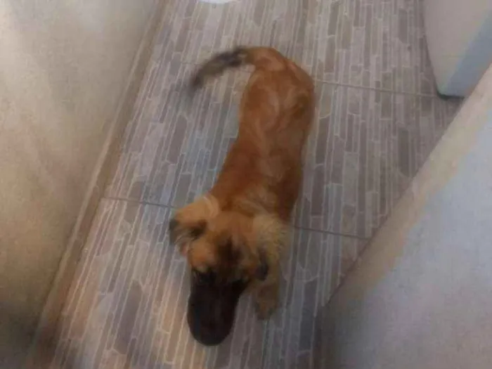 Cachorro ra a viralata idade 2 a 6 meses nome Bombom