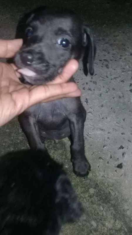 Cachorro ra a Puramente brasileiro idade Abaixo de 2 meses nome Não tem