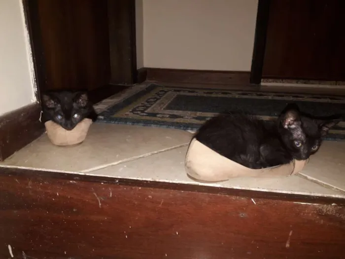 Gato ra a viralata idade 2 a 6 meses nome não possui nome