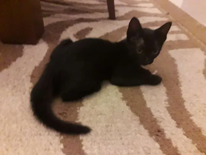 Gato ra a viralata idade 2 a 6 meses nome não possui nome