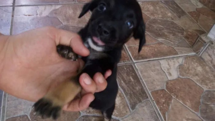 Cachorro ra a Indefinida idade Abaixo de 2 meses nome Nao tem nome
