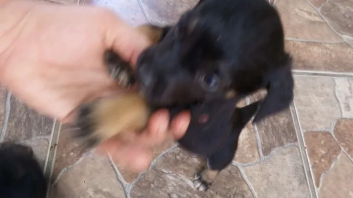 Cachorro ra a Indefinida idade Abaixo de 2 meses nome Nao tem nome