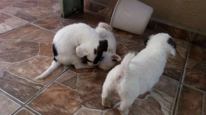Cachorro ra a Indefinida idade Abaixo de 2 meses nome Nao tem nome