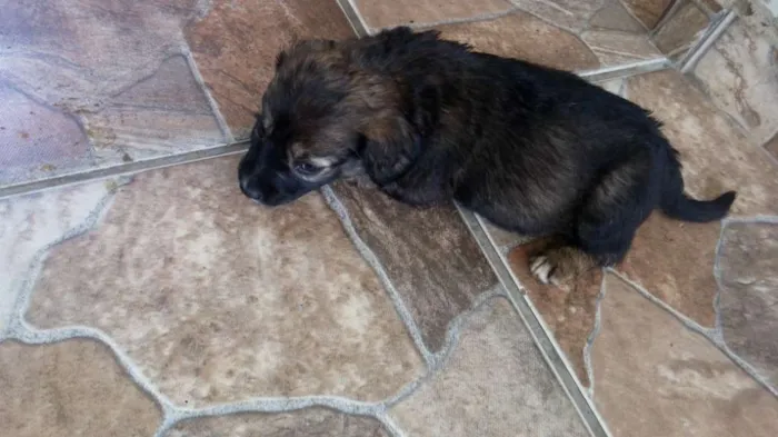 Cachorro ra a Indefinida idade Abaixo de 2 meses nome Nao tem nome