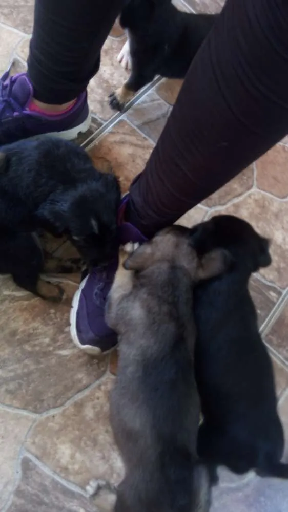 Cachorro ra a Indefinida idade Abaixo de 2 meses nome Nao tem nome