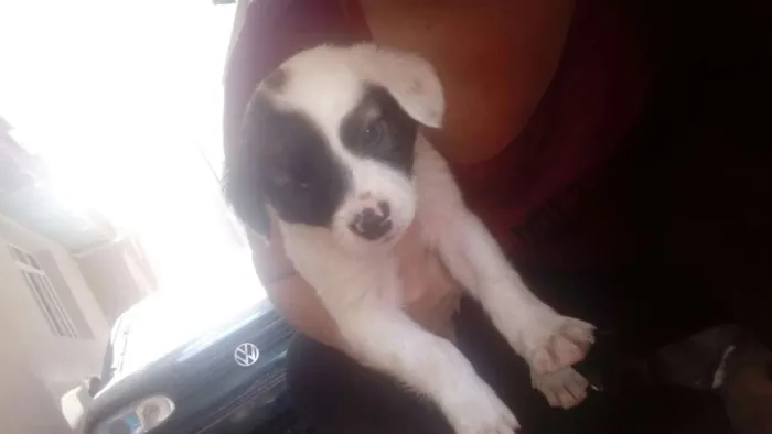 Cachorro ra a Indefinida idade Abaixo de 2 meses nome Nao tem nome