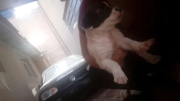 Cachorro ra a Indefinida idade Abaixo de 2 meses nome Nao tem nome