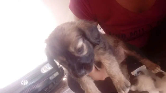 Cachorro ra a Indefinida idade Abaixo de 2 meses nome Nao tem nome