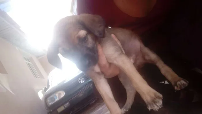 Cachorro ra a Indefinida idade Abaixo de 2 meses nome Nao tem nome