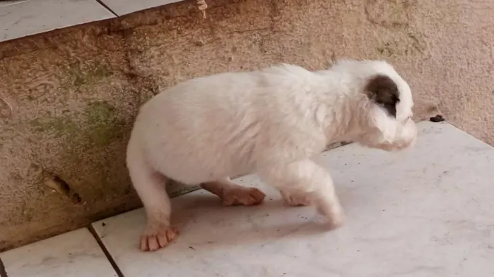 Cachorro ra a Indefinida idade Abaixo de 2 meses nome Nao tem nome