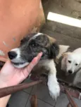 Cachorro raça Vira lata idade 7 a 11 meses nome Sem nome