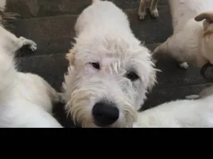 Cachorro raça Vira lata idade 7 a 11 meses nome Sem nome